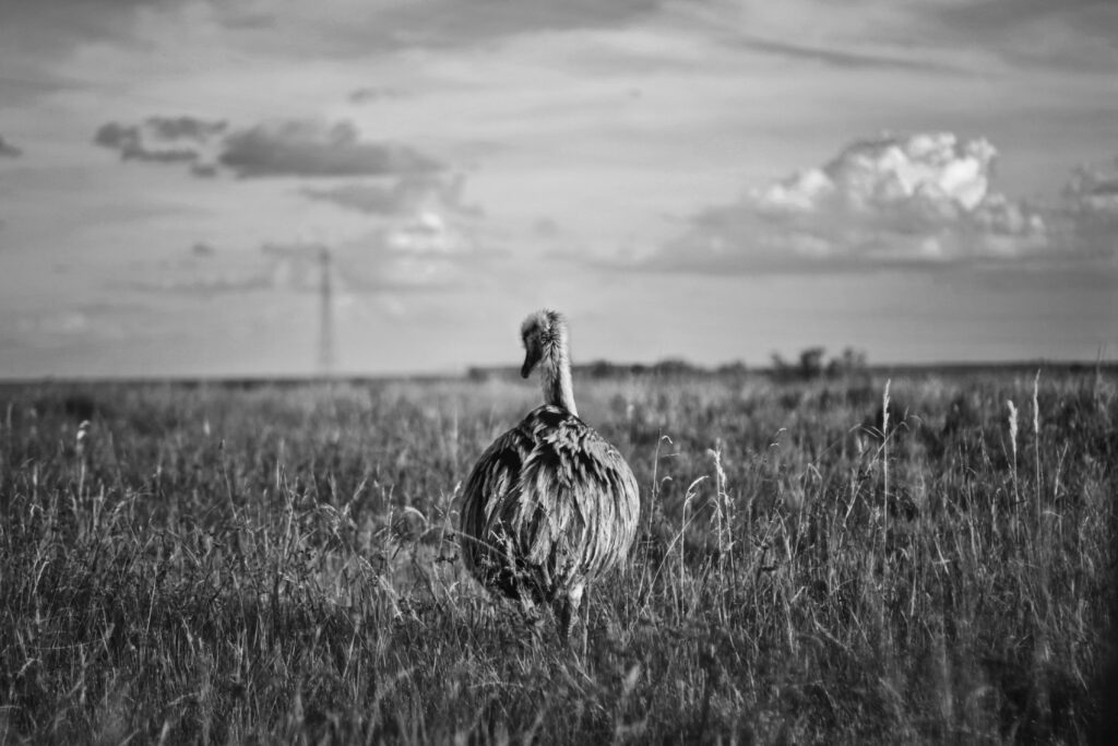 An image of an emu in an open field