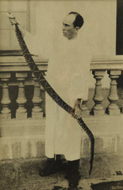 a picture depicting Clodomiro Picado Twight holding a live snake