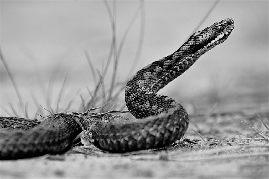 an image of a venomous snake, representing Clodomiro Picado Twight post